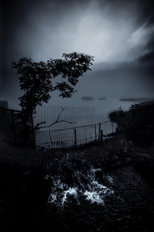 田园-晨雾-树-黑白-自然 图片素材