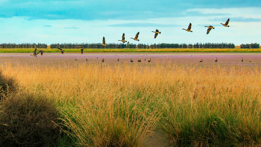 鸟类-自由飞翔-自由-自然风光-bird 图片素材