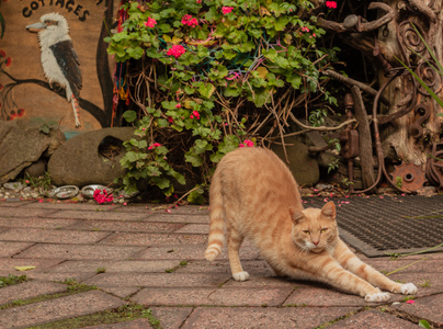 喵星人-伸懒腰-黄猫-猫-花园 图片素材