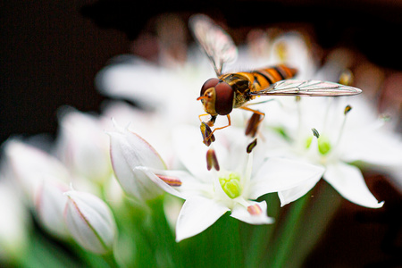 韭菜花-微距摄影-花-蜜蜂-昆虫 图片素材