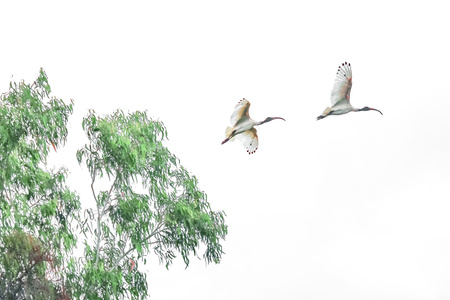 比翼双飞-澳洲白鹮-australian-white-ibis-高调-鸟类 图片素材