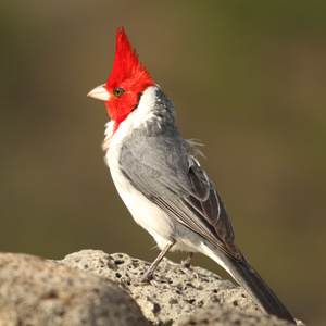 冠红蜡嘴鹀-冠红蜡嘴雀-鸟类-北美-生态 图片素材