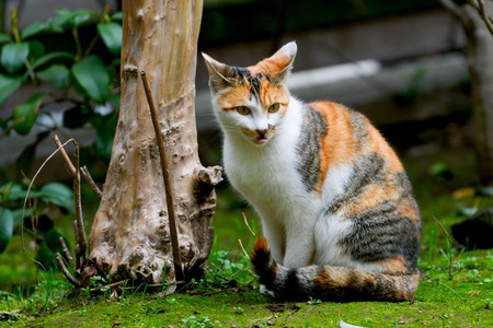 你好2020-电脑传图-动物-猫-艺术 图片素材