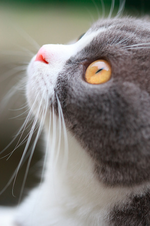 猫-喵星人-猫咪-宠物-动物 图片素材