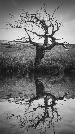 新疆-荒漠-黑白-影调-枯树 图片素材