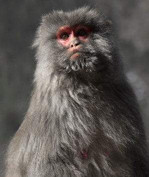 藏猕猴-灵长类动物-生命-野生动物-高原 图片素材