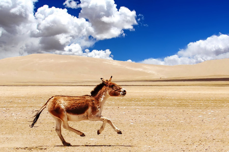 宅家-电脑传图-动物-青藏高原-藏野驴 图片素材