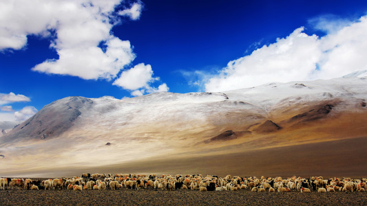 风光-动物-藏牧羊-青藏高原-雪域 图片素材