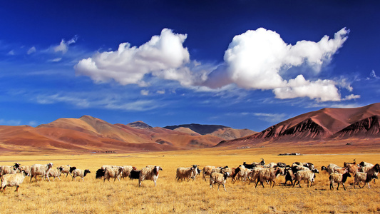 宅家-动物-牧羊-西藏-行摄 图片素材