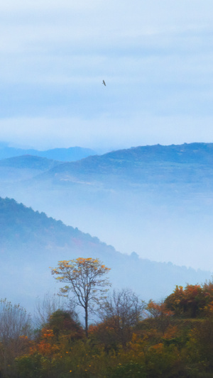 山脉-山谷-树木-飞鸟-自然 图片素材