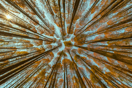 重庆-户外-森林公园-秋天-红叶 图片素材