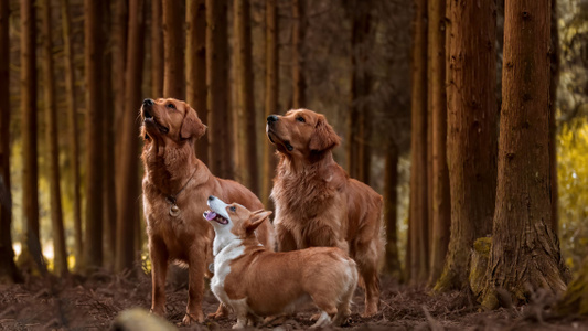 萌宠-金毛犬-森林-户外-褐色 图片素材