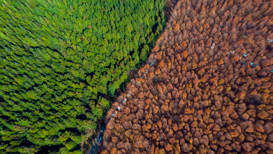 重庆-森林公园-秋天-红叶-树干 图片素材