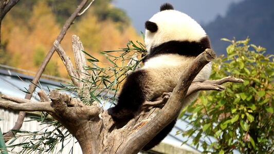 动物-生活-熊猫-风景风光-在路上 图片素材
