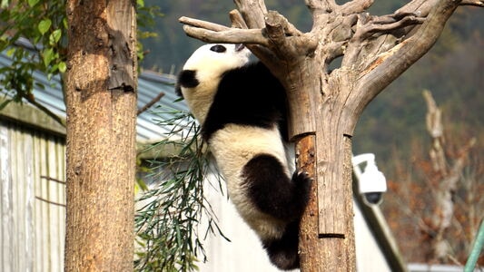动物-生活-熊猫-风景风光-在路上 图片素材