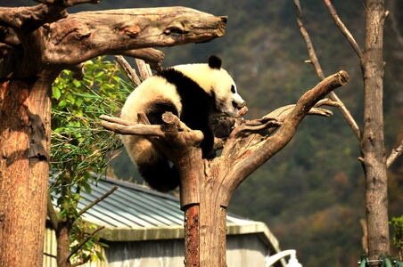 动物-生活-熊猫-风景风光-在路上 图片素材