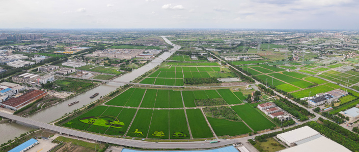 夏天-稻田-航拍-大疆-全景 图片素材