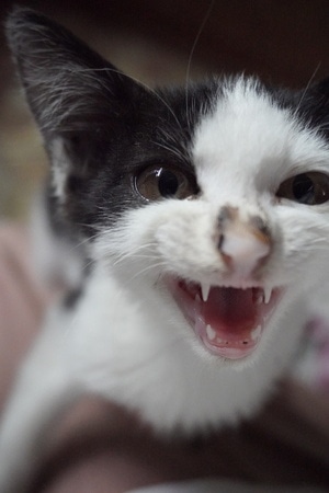 猫-奶凶-猫-动物-猫咪 图片素材